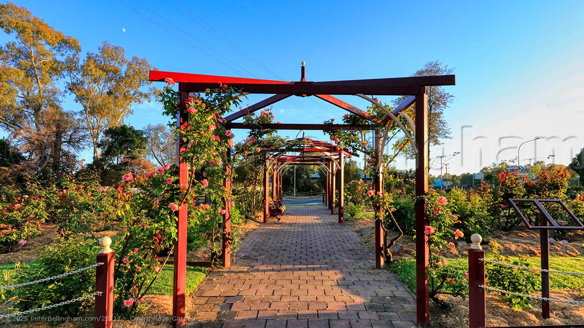 Peter Bellingham Photography Cowra Rose Garden